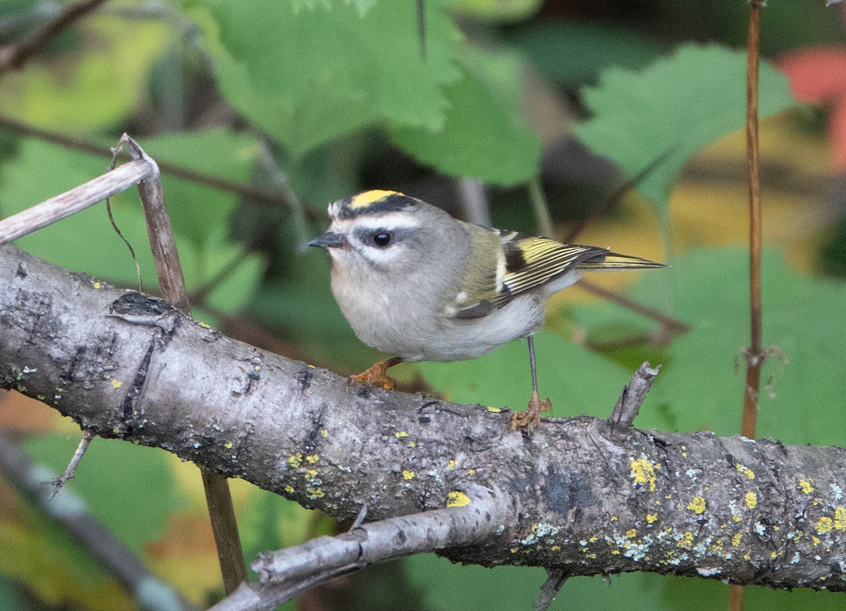 Golden-crowned Kinglet - ML266337191