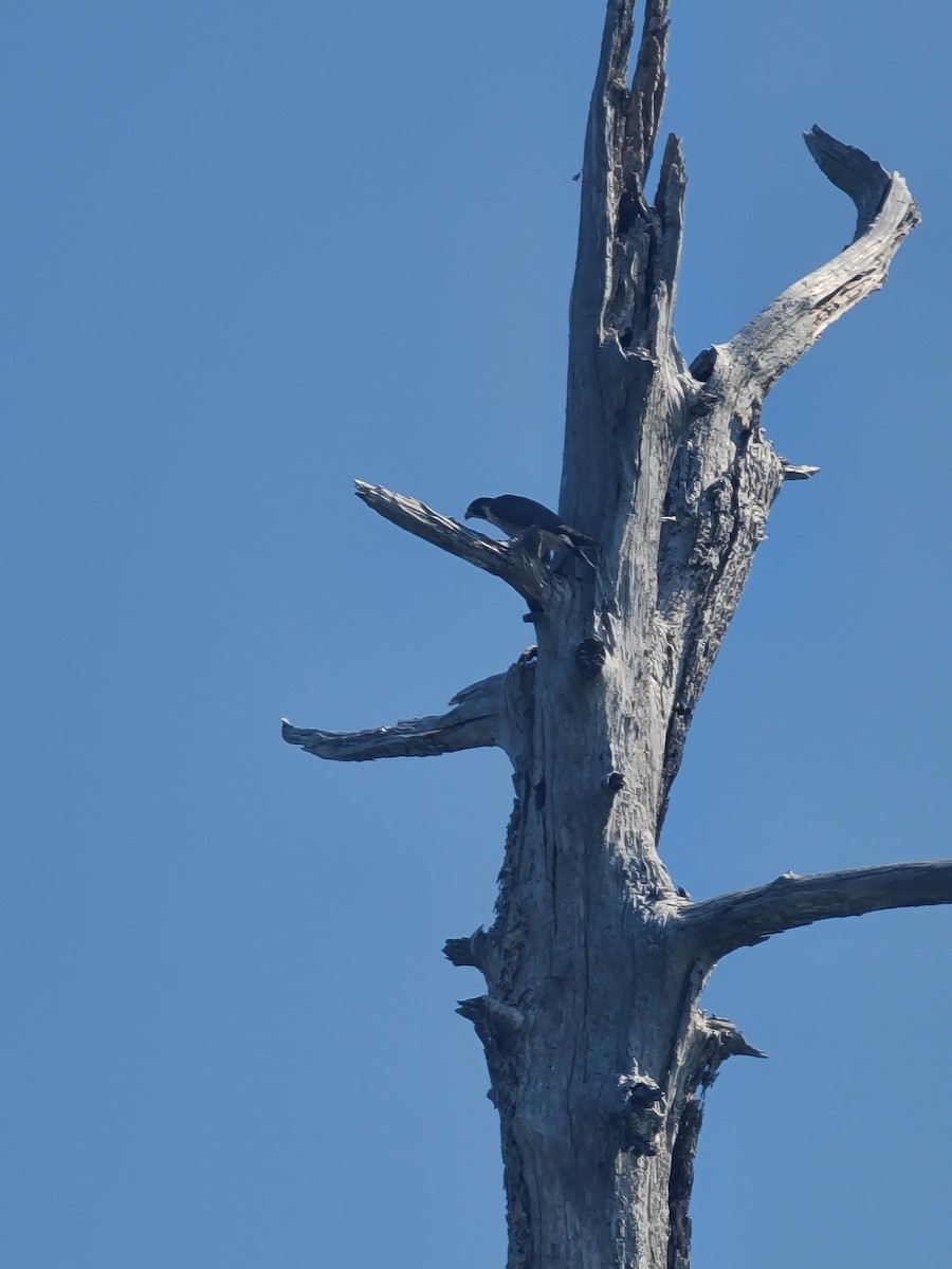 Halcón Peregrino - ML266337981