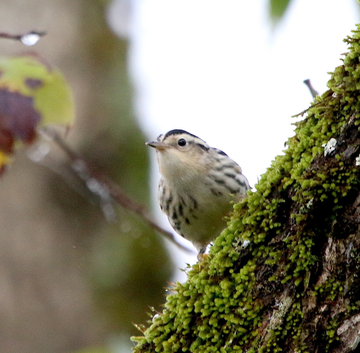Black-and-white Warbler - ML266339291