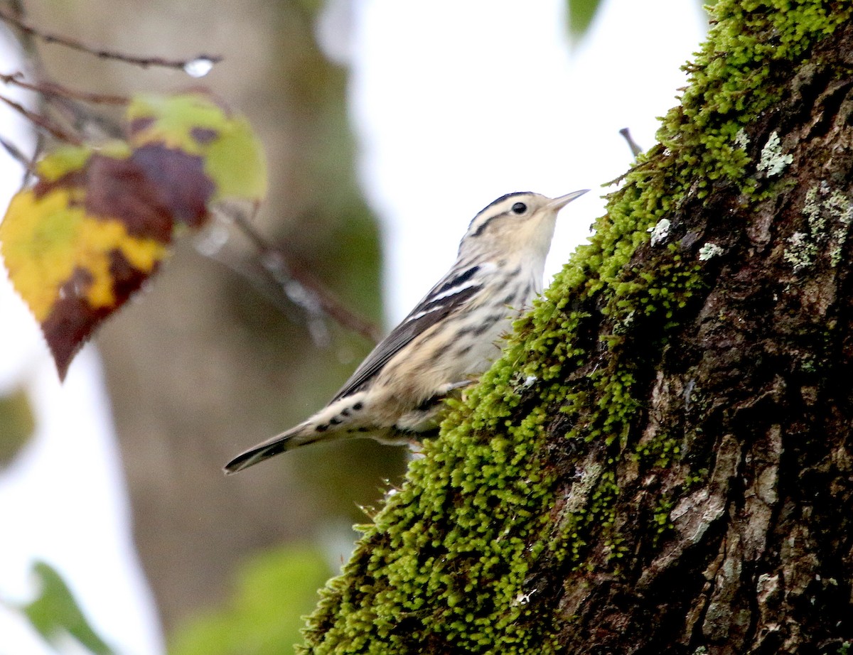 Black-and-white Warbler - ML266339391