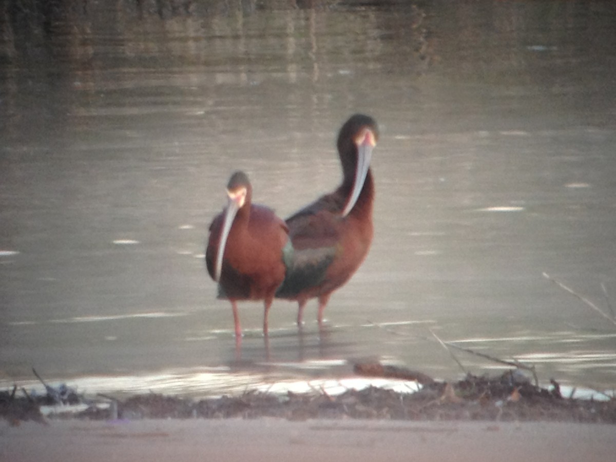 White-faced Ibis - ML26633961