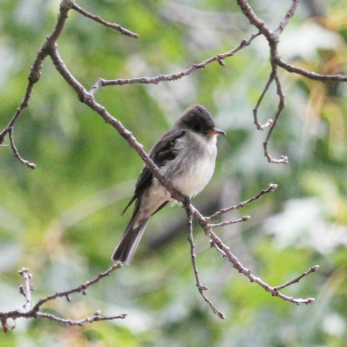 Eastern Wood-Pewee - Lucas Timmer