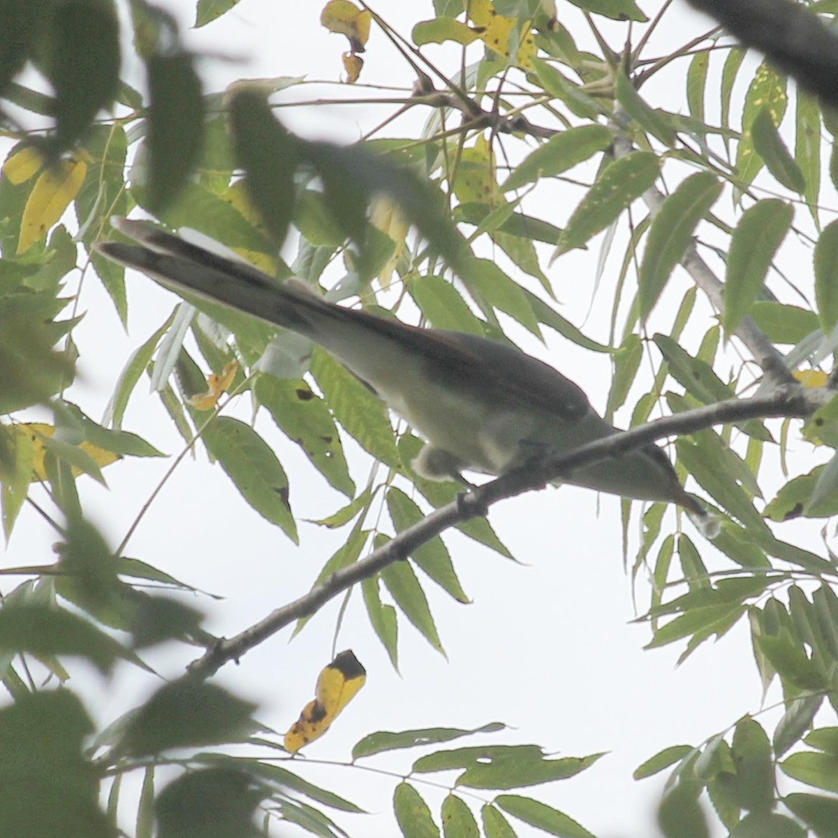 Yellow-billed Cuckoo - ML266343681