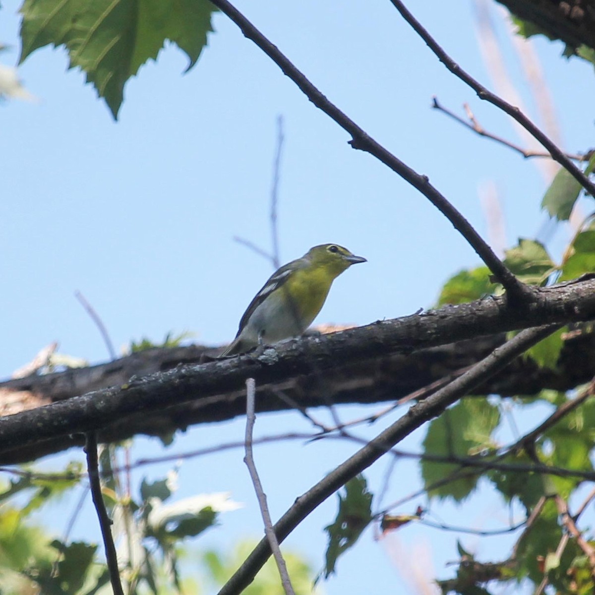 Yellow-throated Vireo - Lucas Timmer