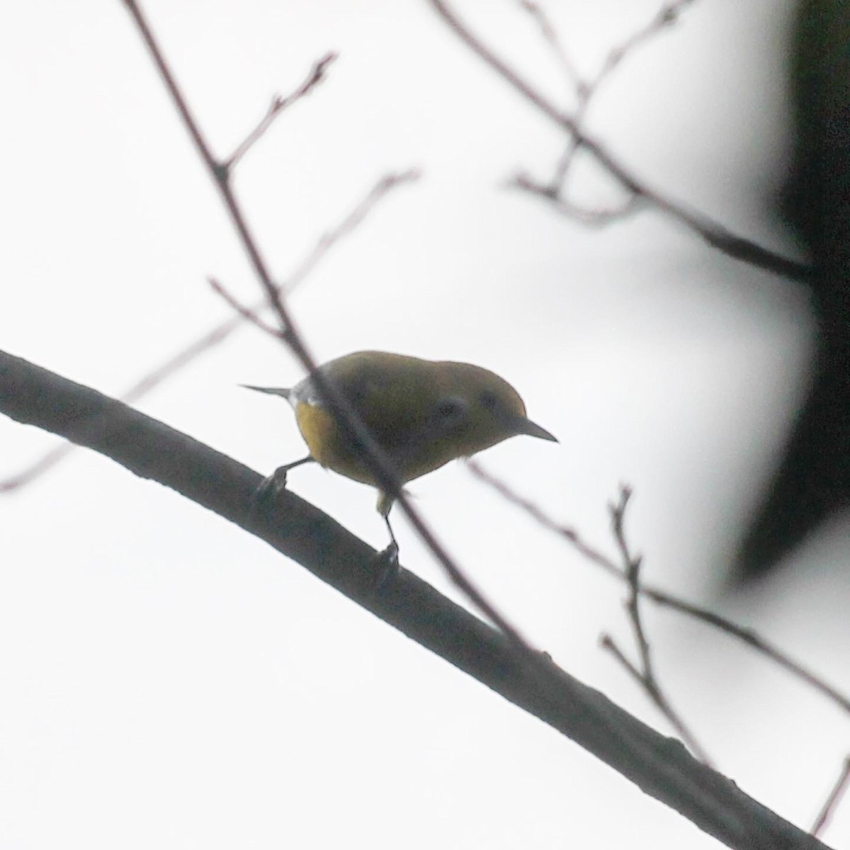 Prothonotary Warbler - Lucas Timmer