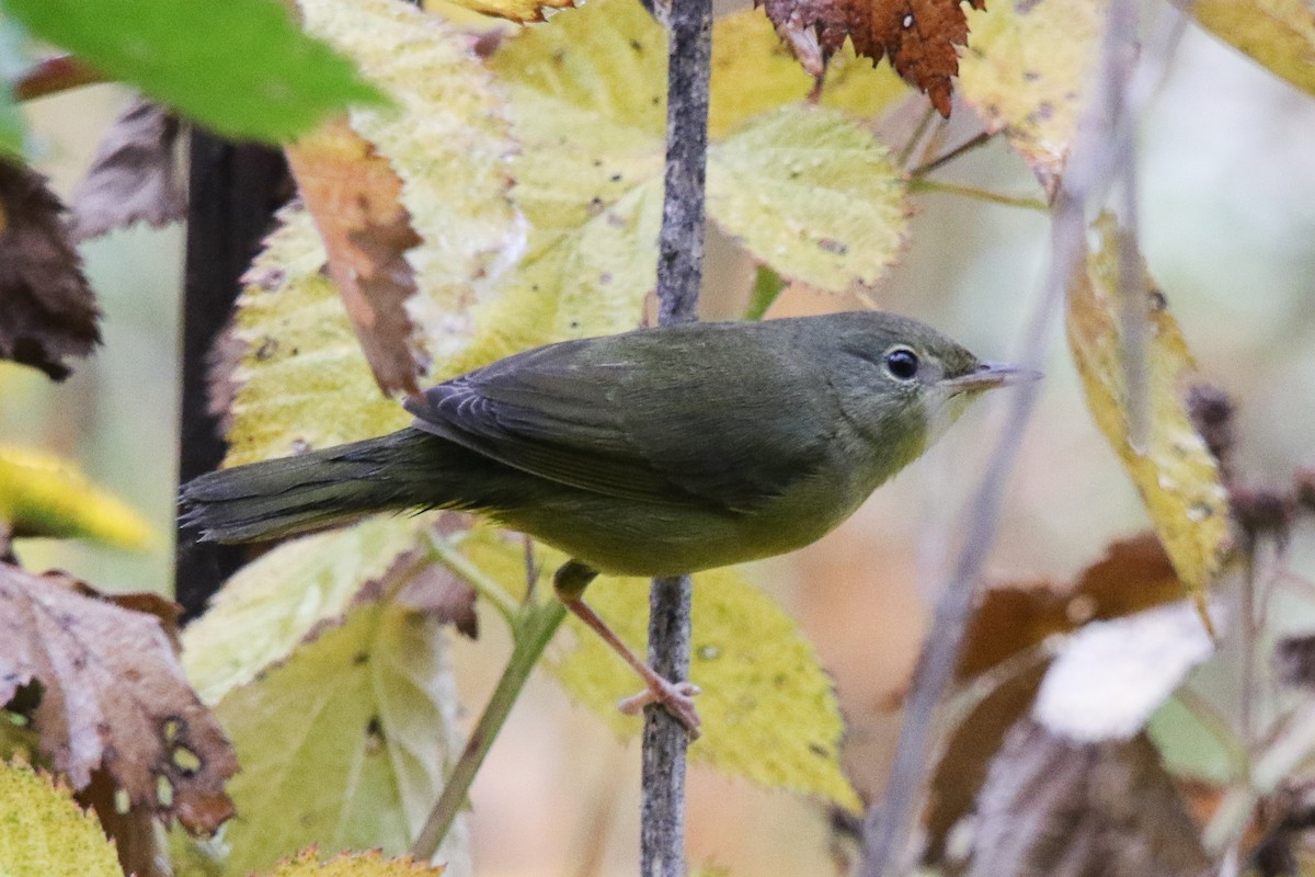 Mourning Warbler - ML266344701