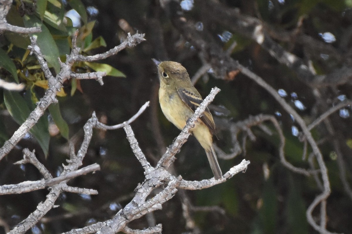 Western Flycatcher (Pacific-slope) - ML266345881