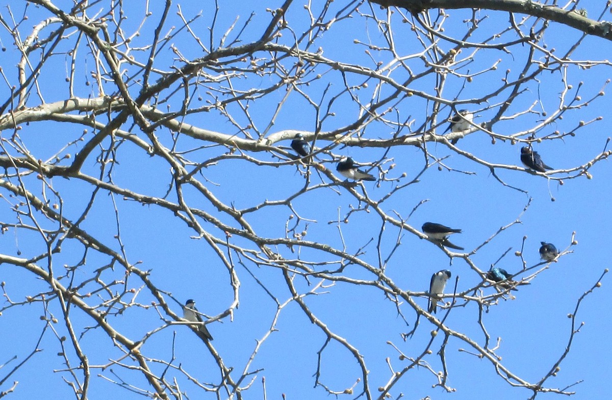 Tree Swallow - ML26634701