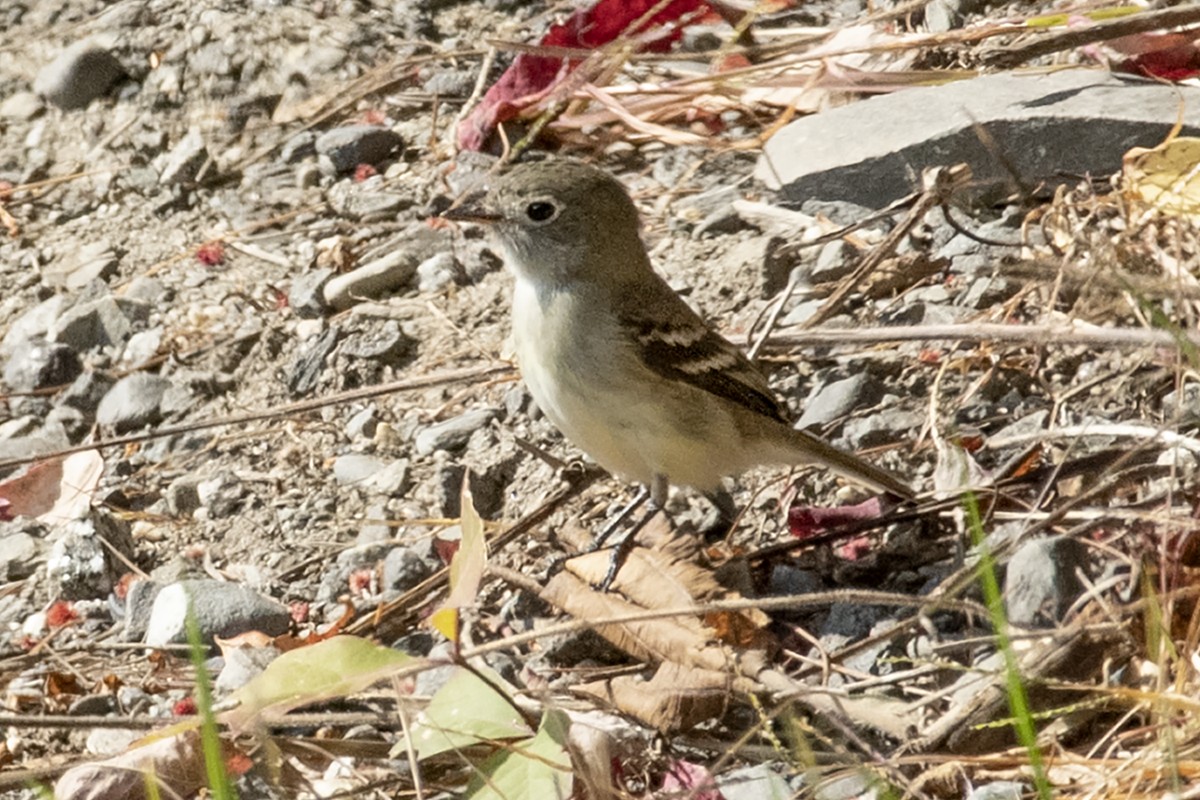 Least Flycatcher - ML266348031