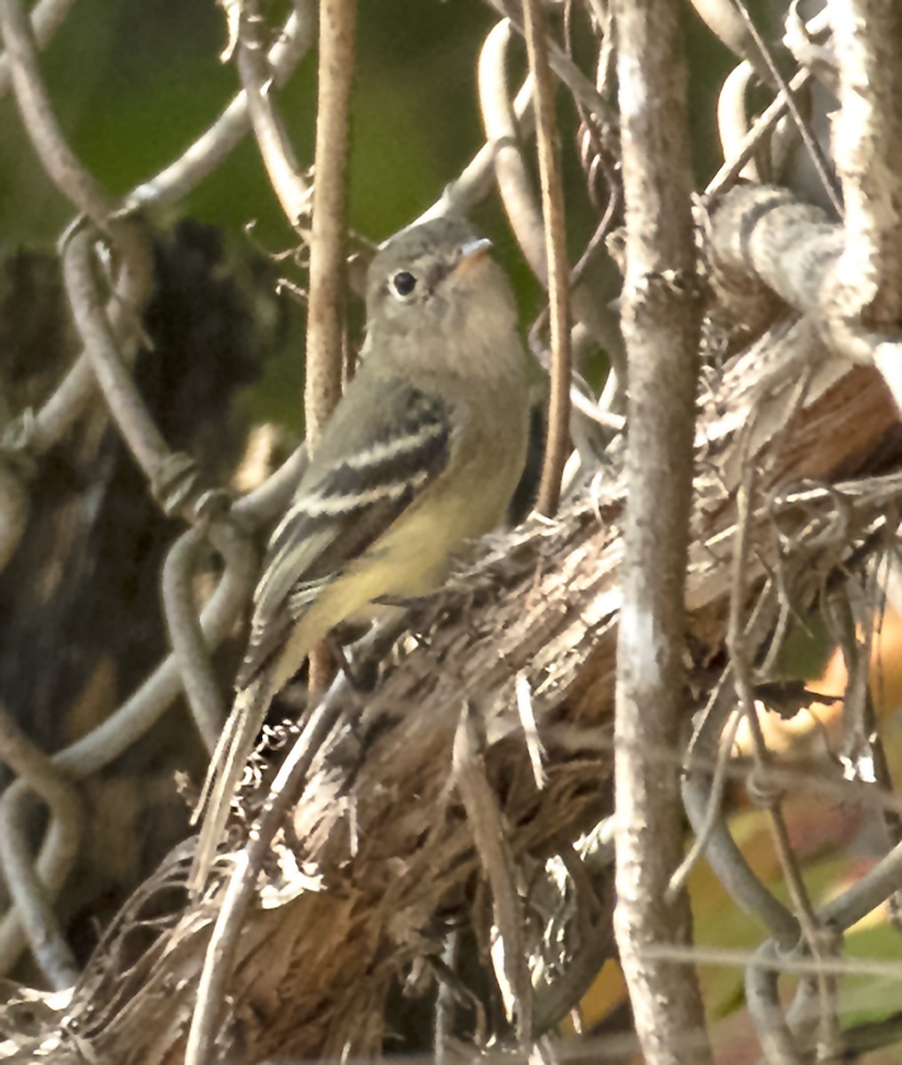 Least Flycatcher - ML266348151