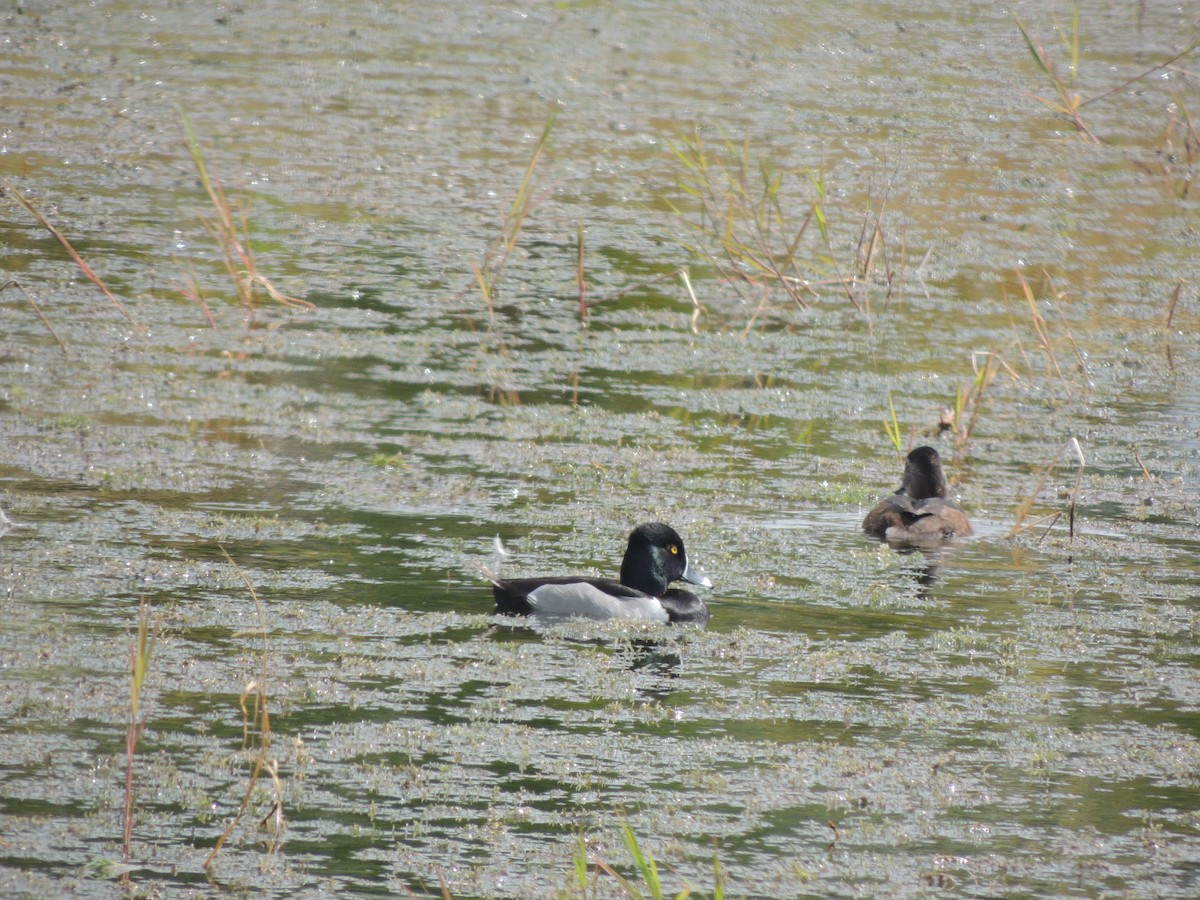 Ring-necked Duck - ML266348941