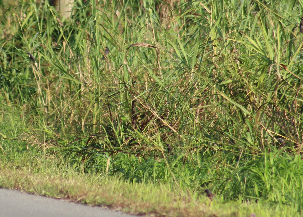 Blue Grosbeak - ML266349361