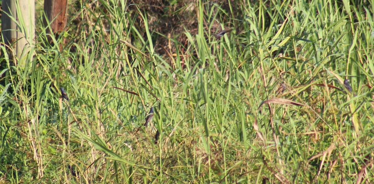 Blue Grosbeak - Mitch Foret