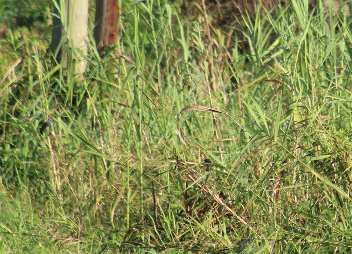 Blue Grosbeak - Mitch Foret