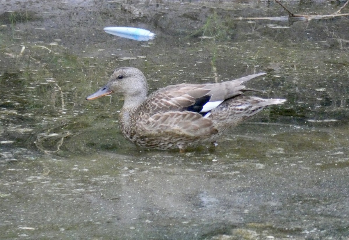 Gadwall - ML266350591