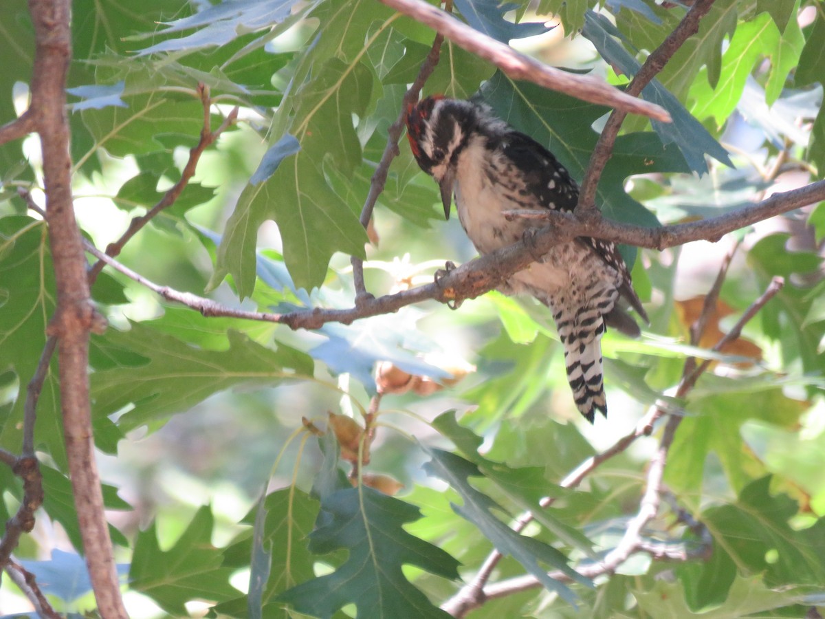 Nuttall's Woodpecker - Martin Bern