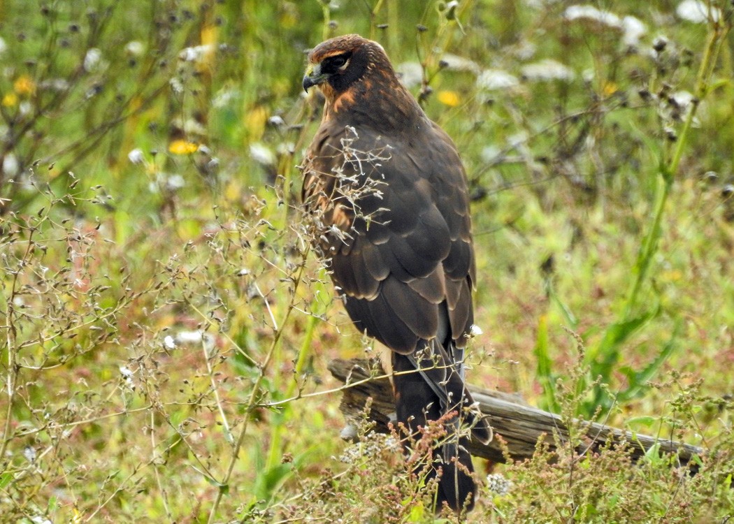 Northern Harrier - Mark Thomson