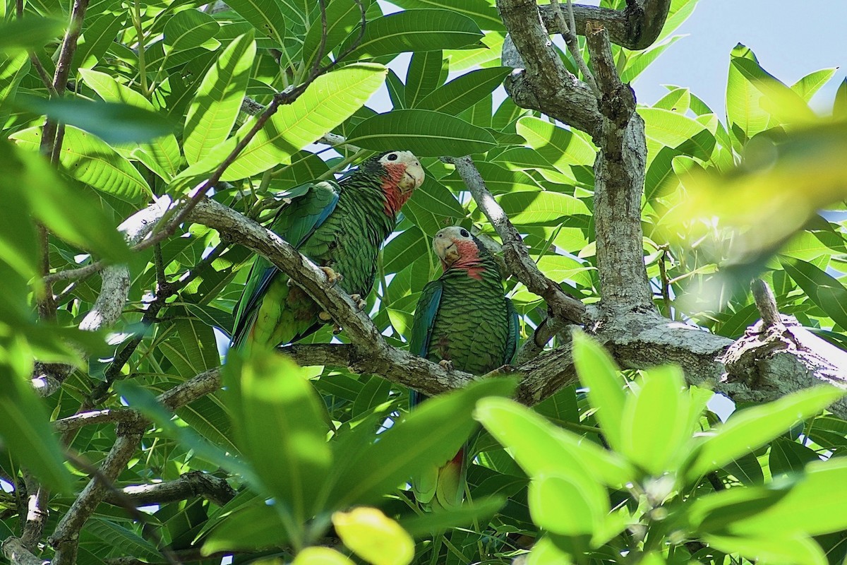 Cuban Parrot (Cuban) - ML266354141