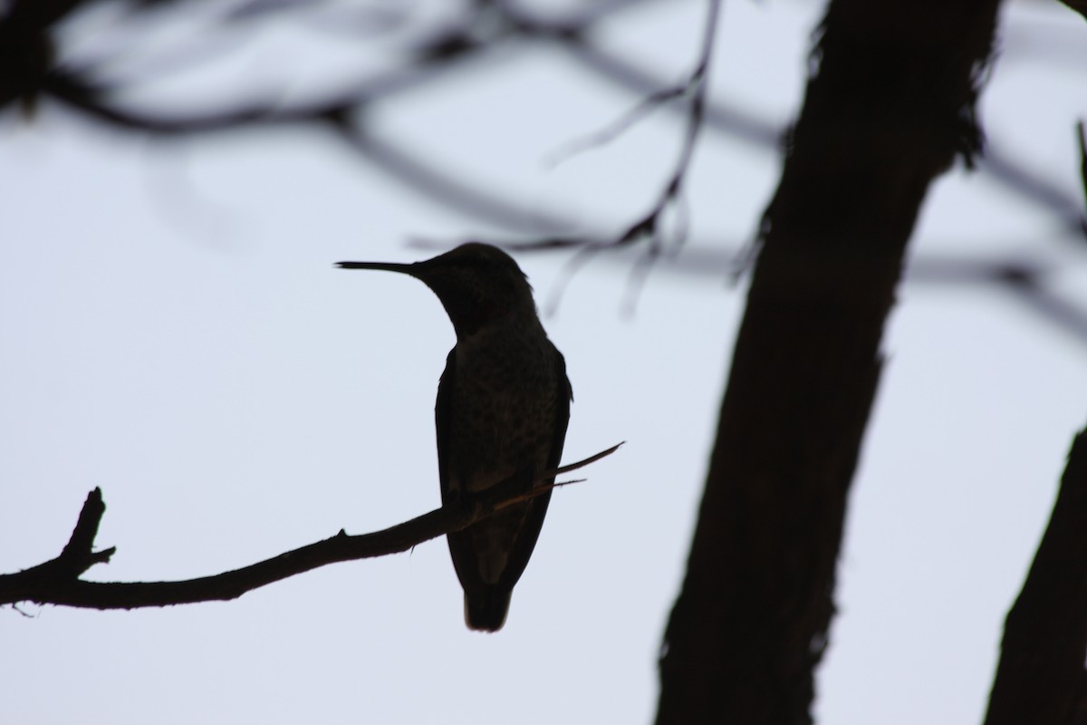 Anna's Hummingbird - Michael Long