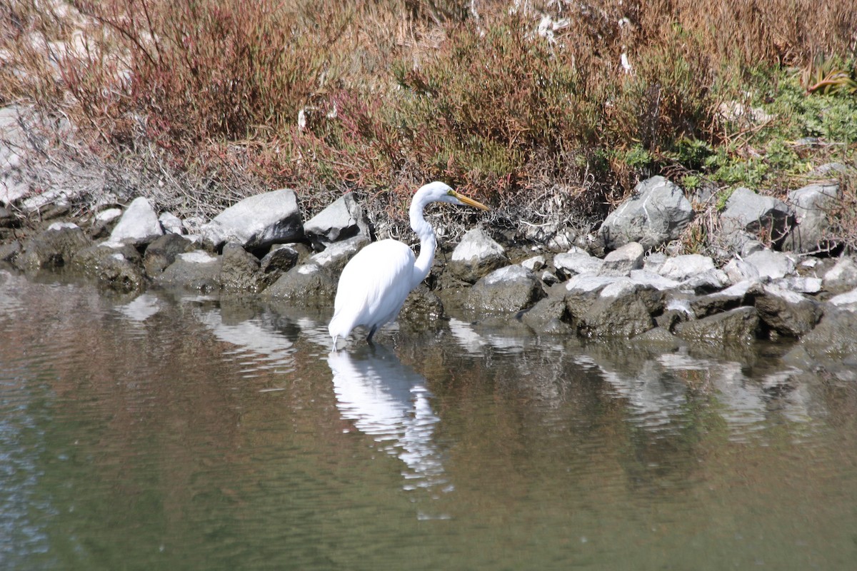 Great Egret (American) - Michael Long