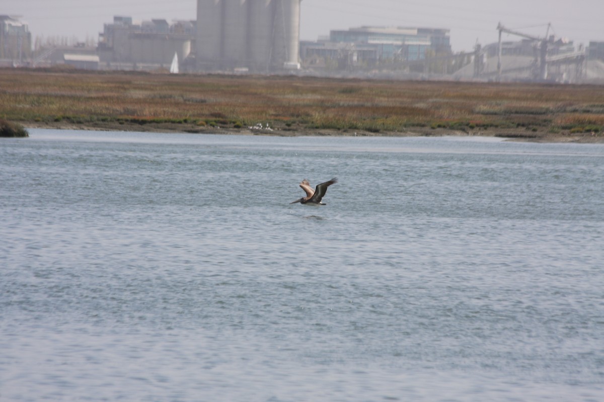 Pélican brun (californicus) - ML266354491