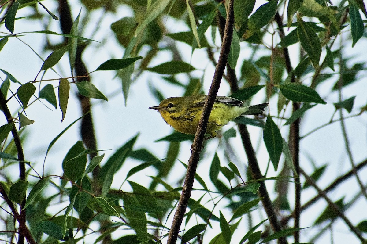 Prairie Warbler - Roberto Jovel