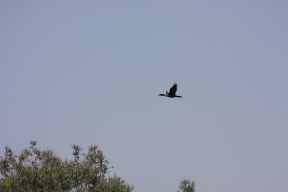 Double-crested Cormorant - ML266354551