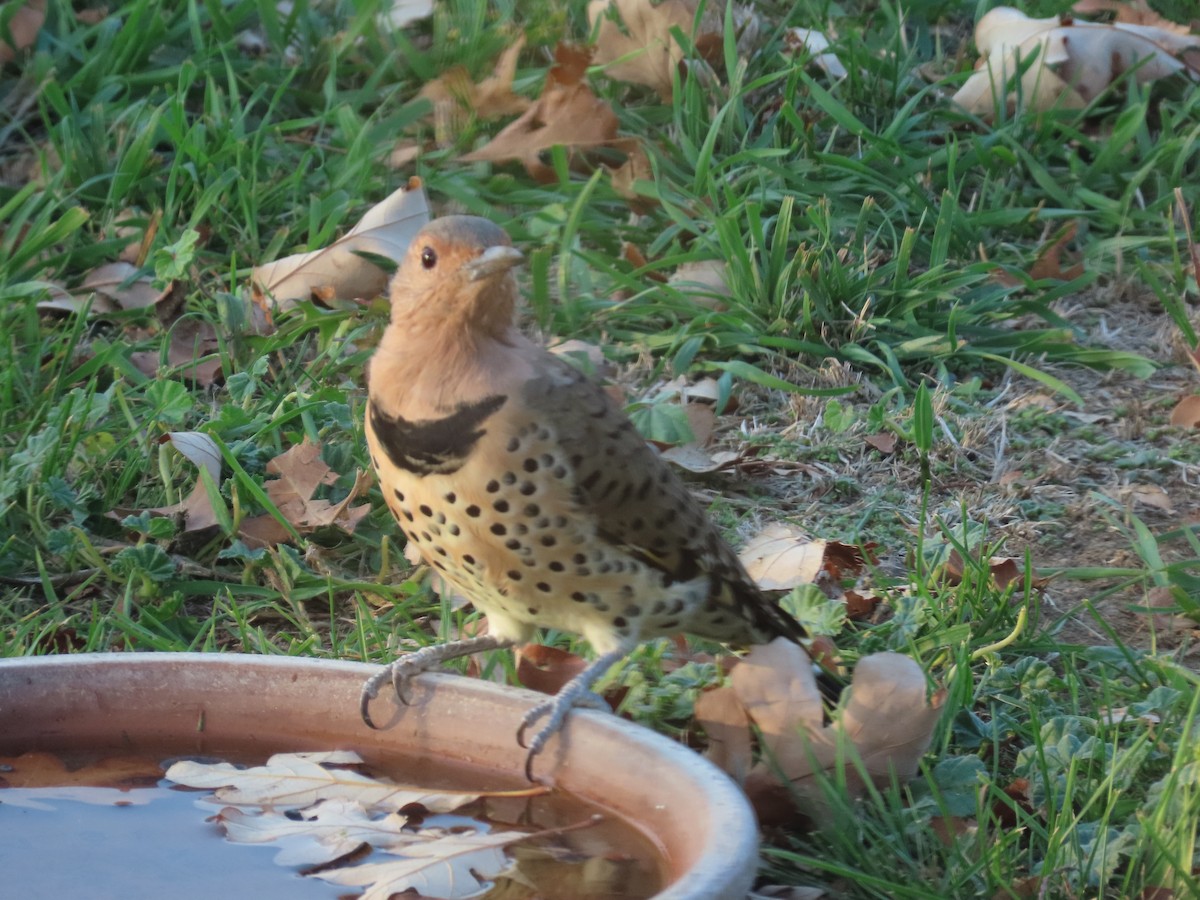 Northern Flicker - ML266354781