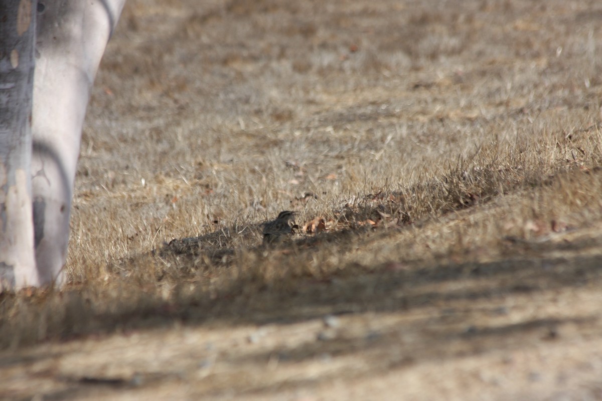 Western Meadowlark - ML266354991