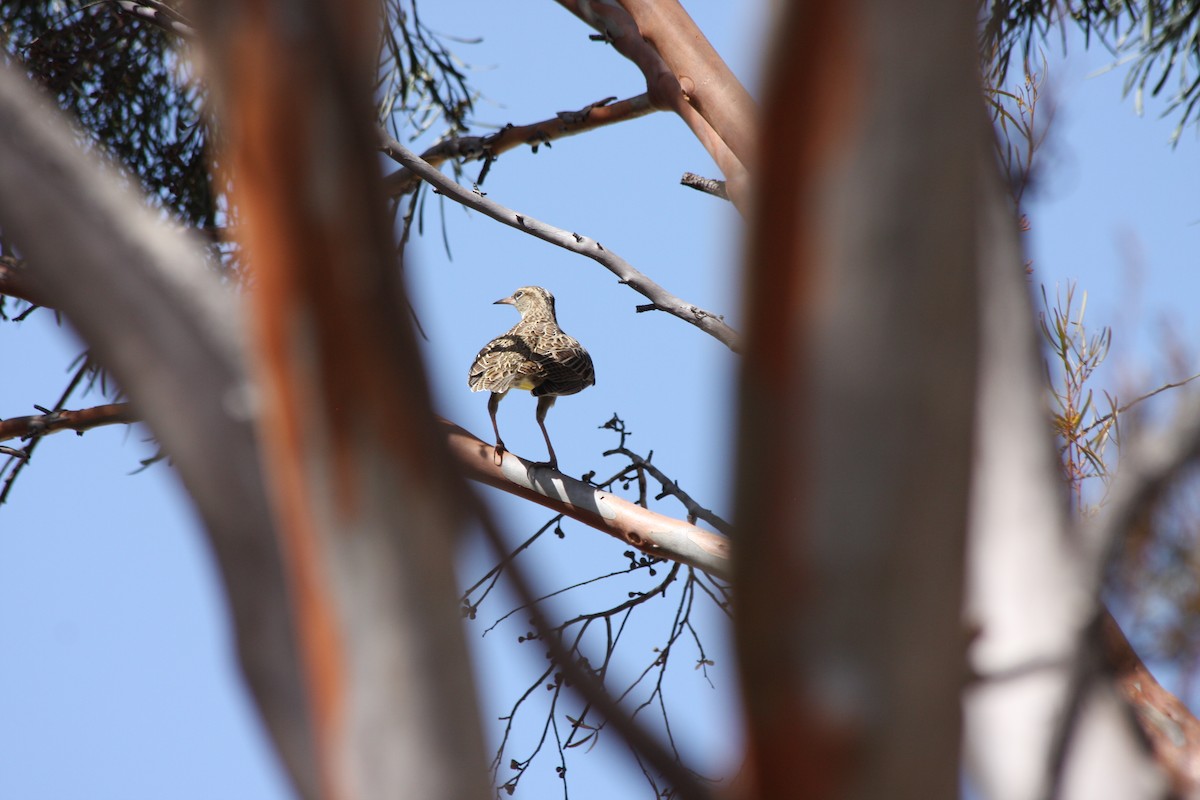 Western Meadowlark - ML266355471