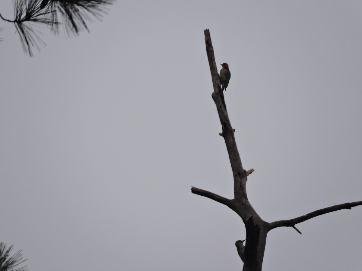 Red-bellied Woodpecker - ML266355971
