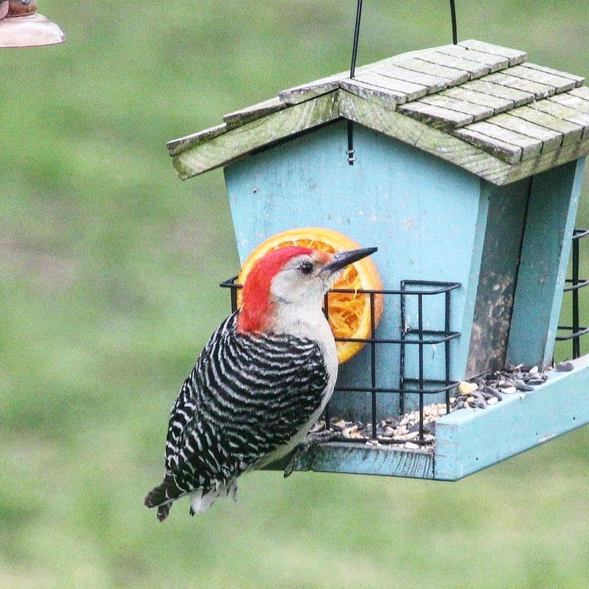 Red-bellied Woodpecker - ML266357251