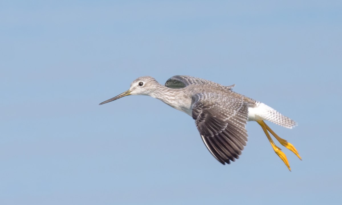 Greater Yellowlegs - ML266358831