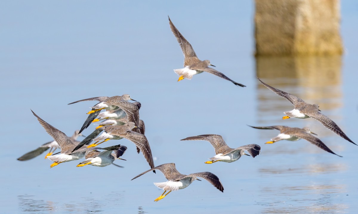 Greater Yellowlegs - ML266358851