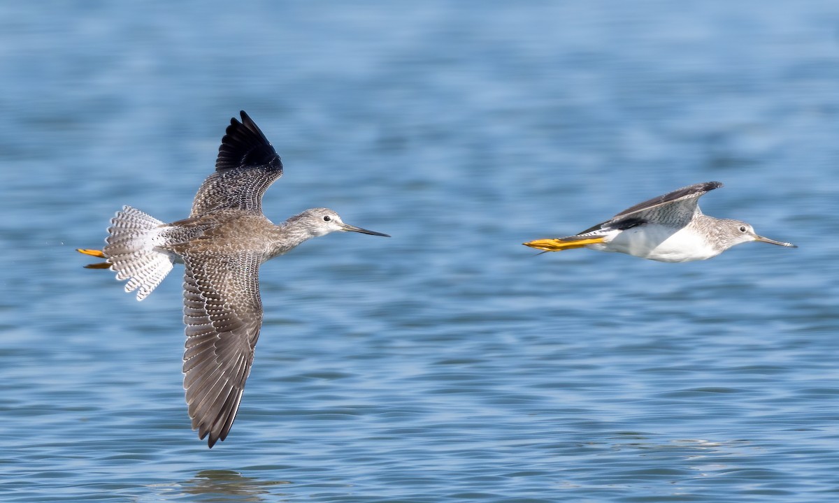 Greater Yellowlegs - Becky Matsubara