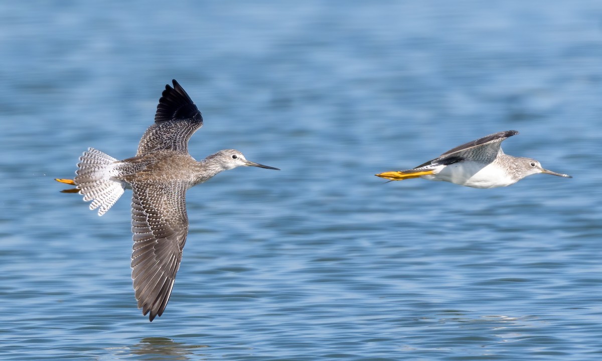 Greater Yellowlegs - ML266358901