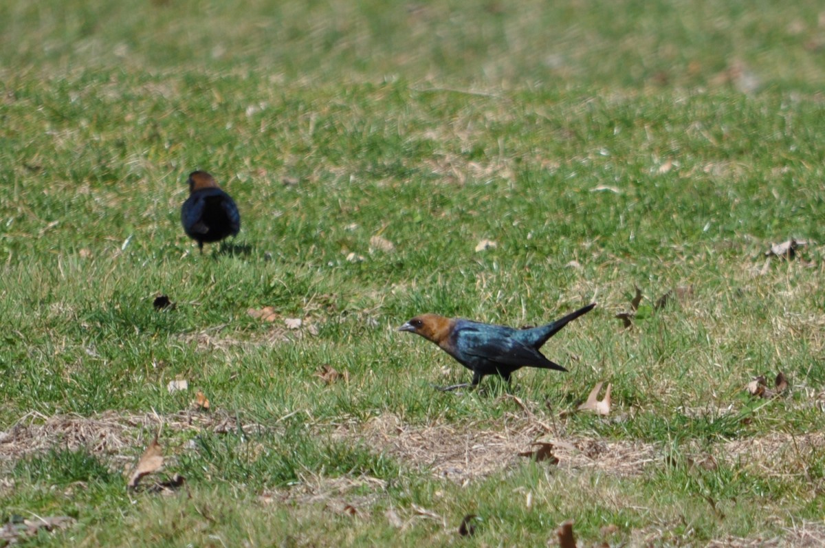 Brown-headed Cowbird - ML266359641