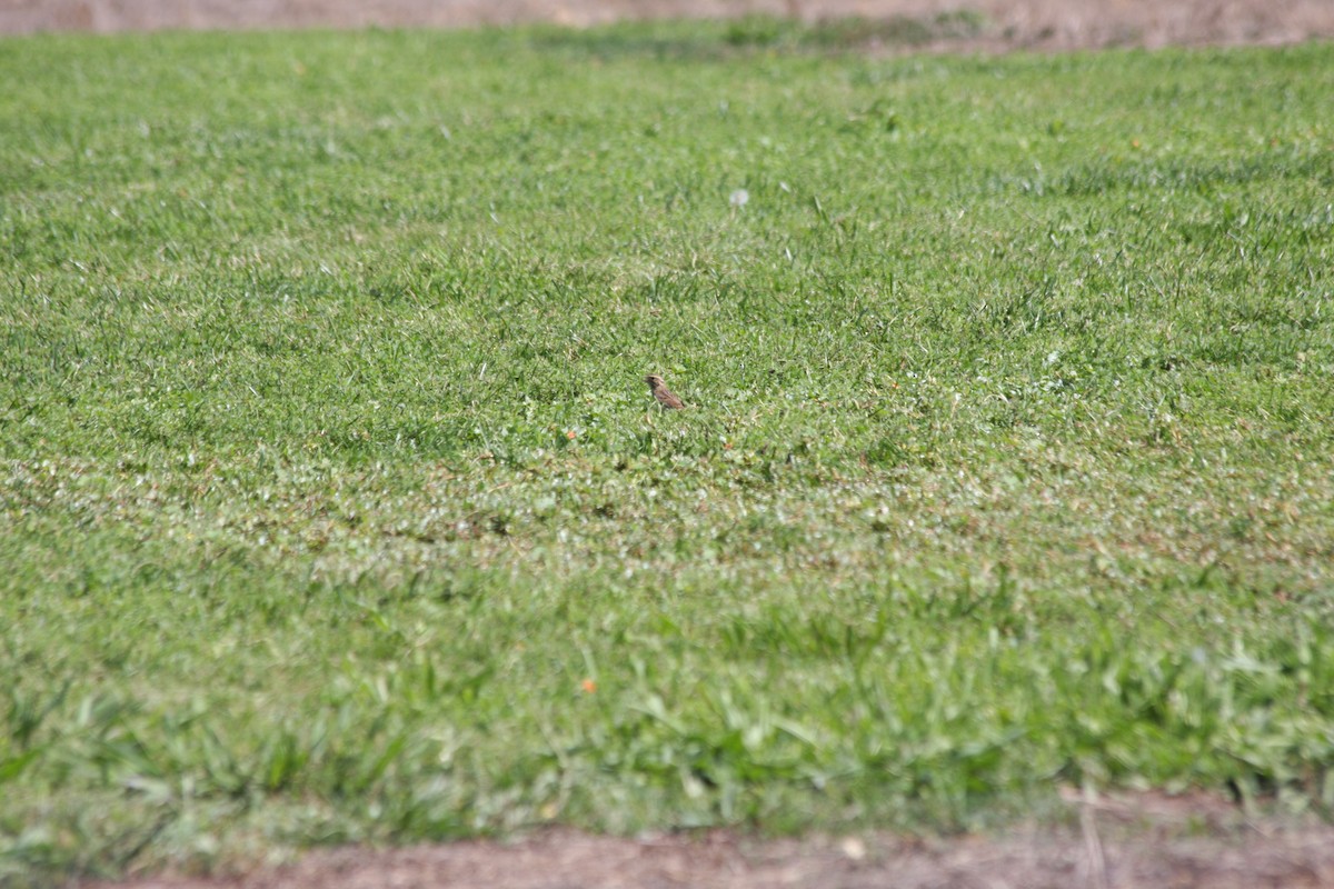 Savannah Sparrow - Michael Long