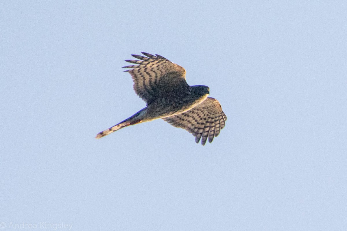 Sharp-shinned Hawk - Andrea Kingsley