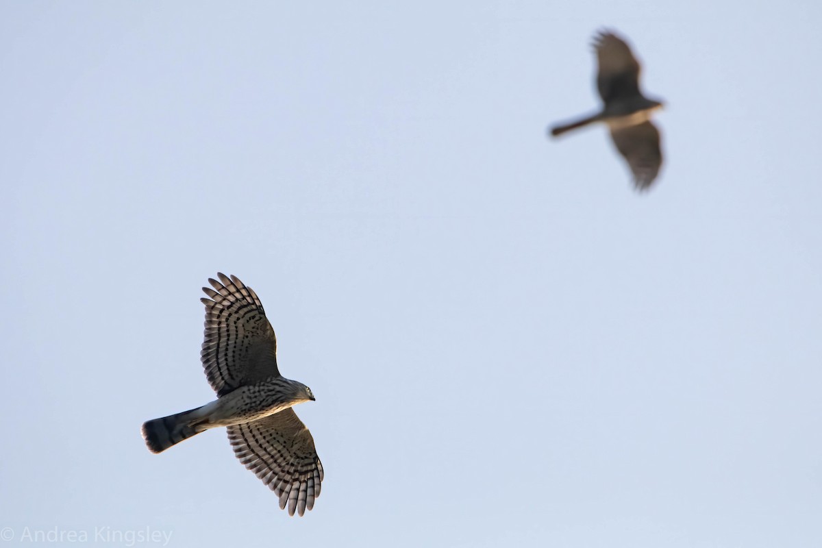 Sharp-shinned Hawk - ML266362231