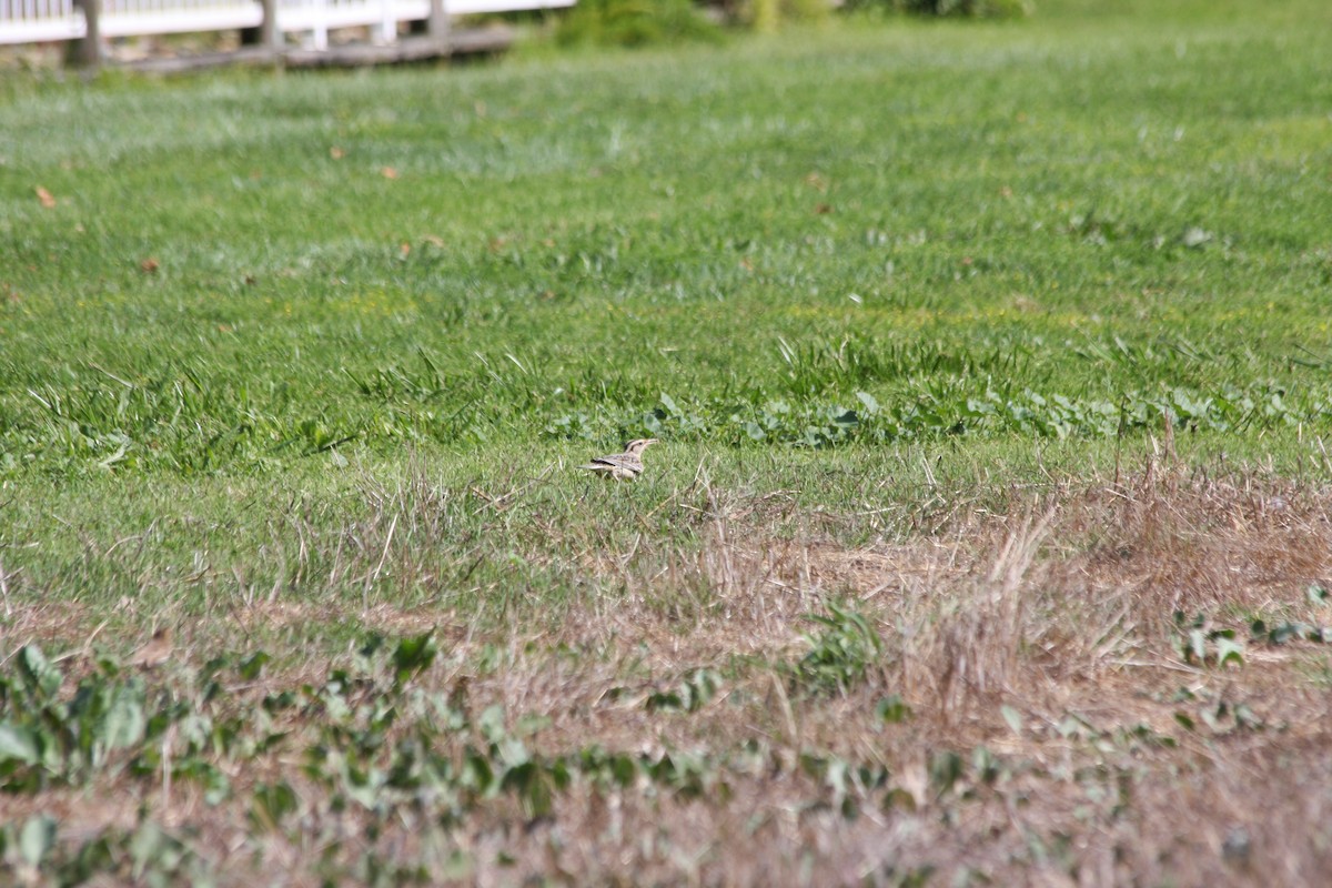 Western Meadowlark - ML266362471