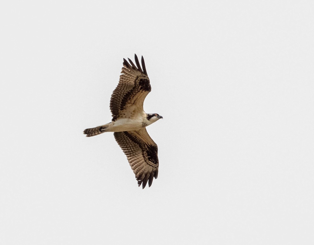 Osprey - Yannick Fleury