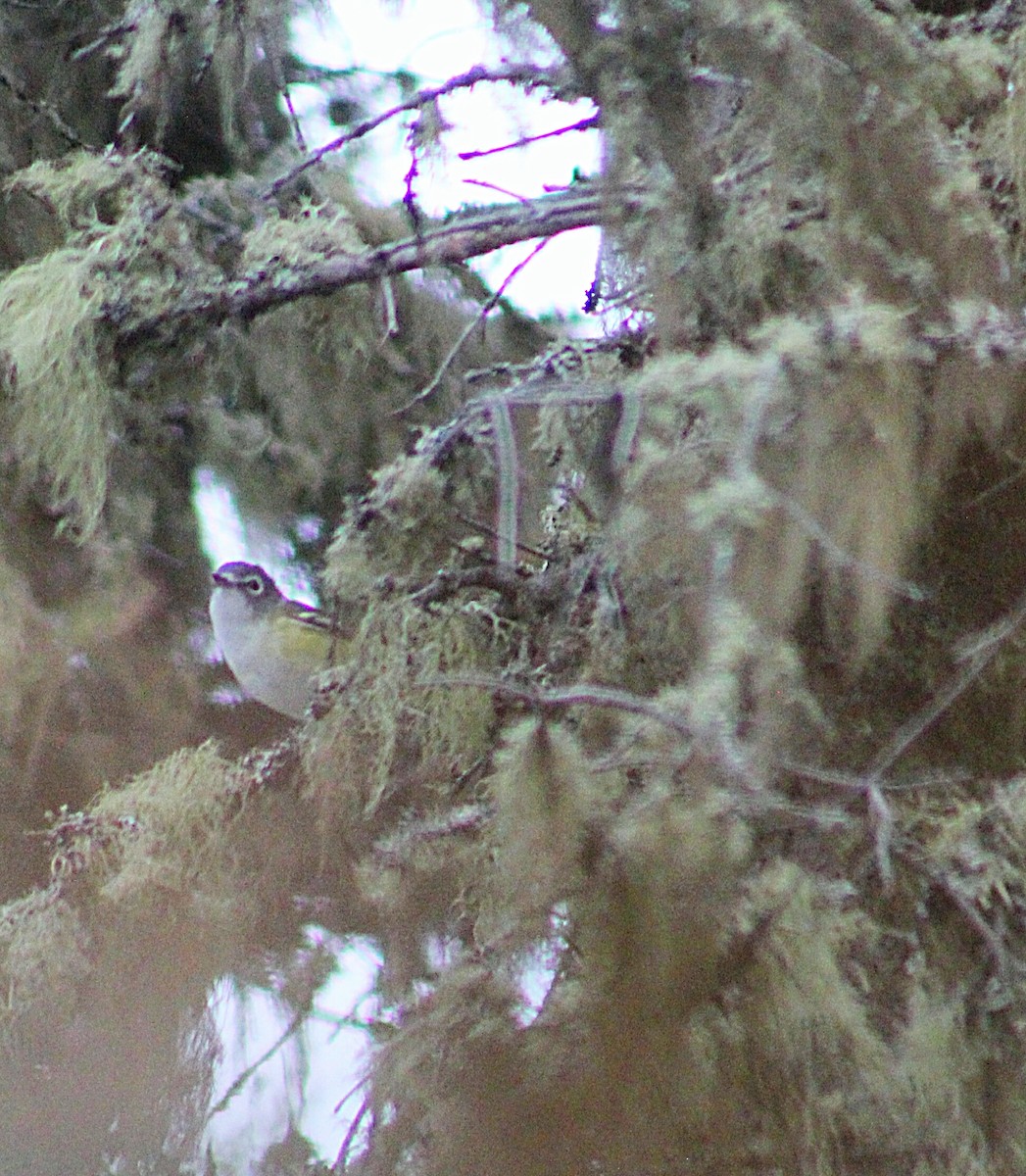 Blue-headed Vireo - ML266364951