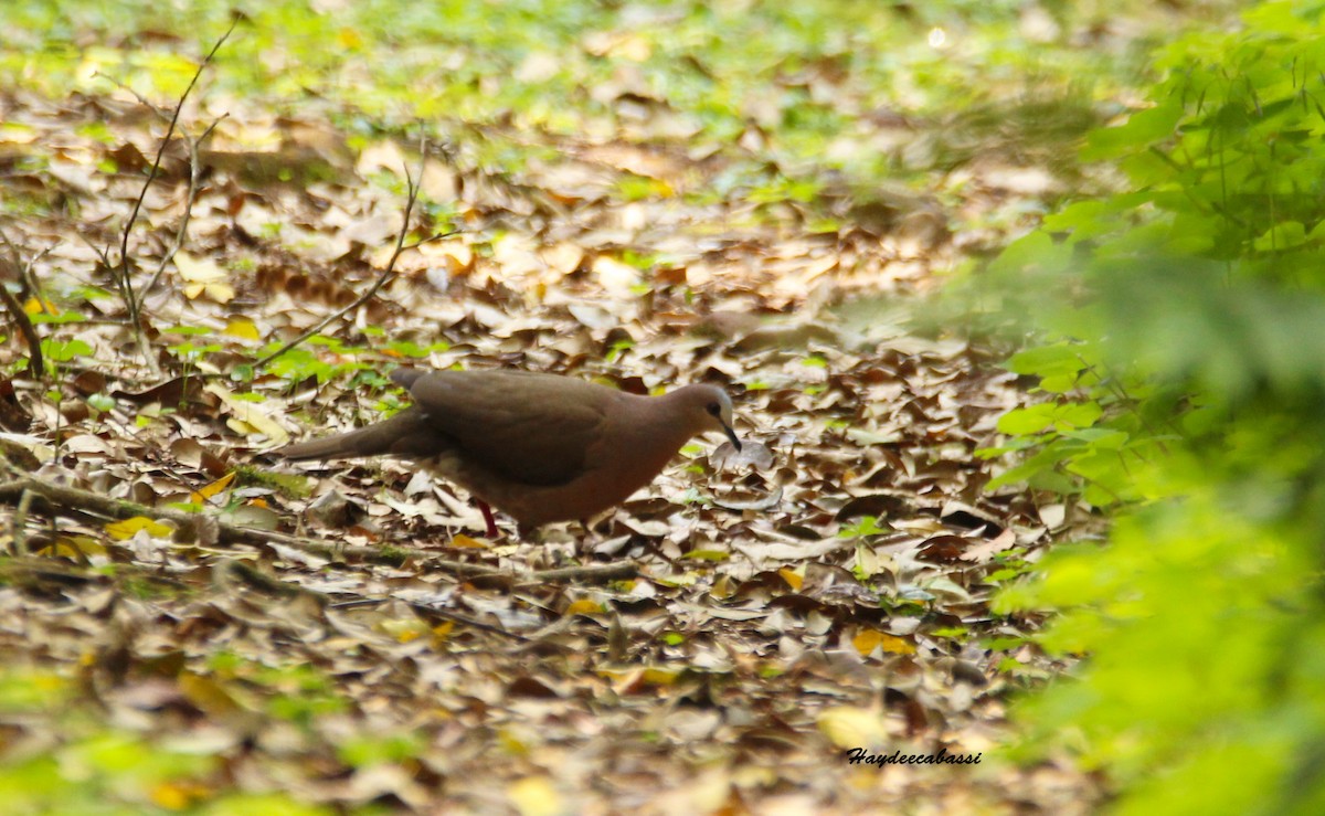 Gray-fronted Dove - Haydee Cabassi