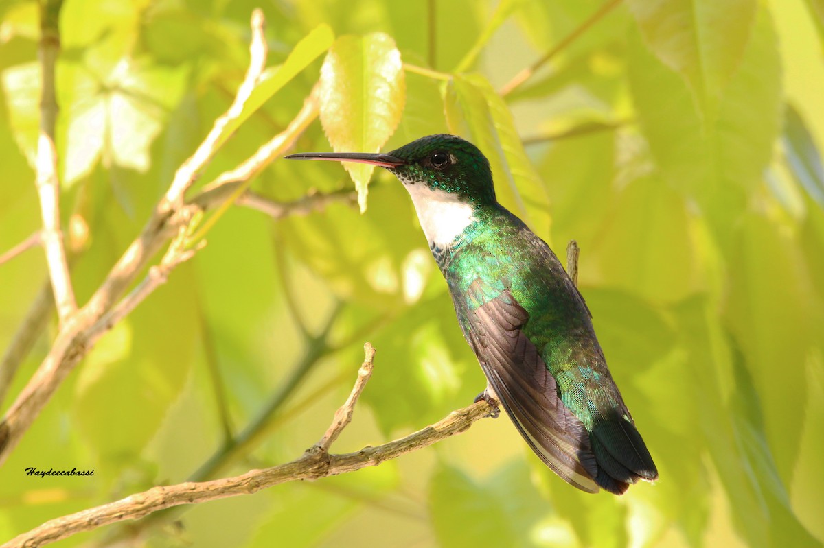 White-throated Hummingbird - ML266365751