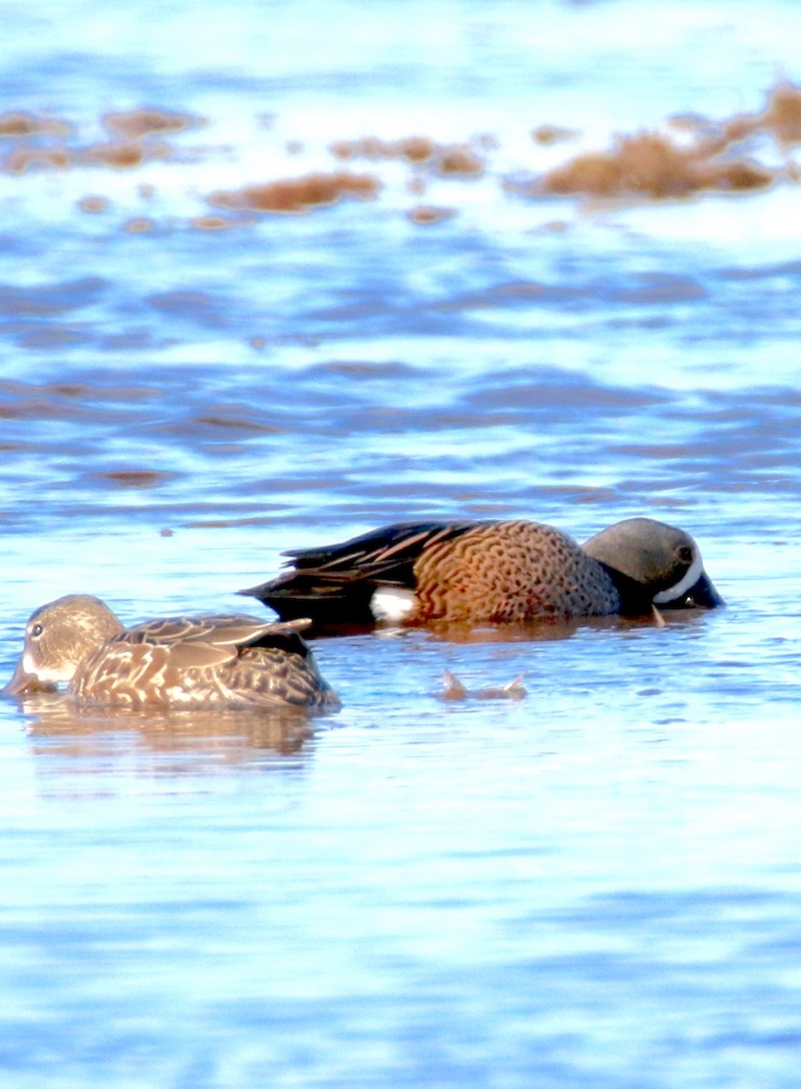 Blue-winged Teal - ML26636581