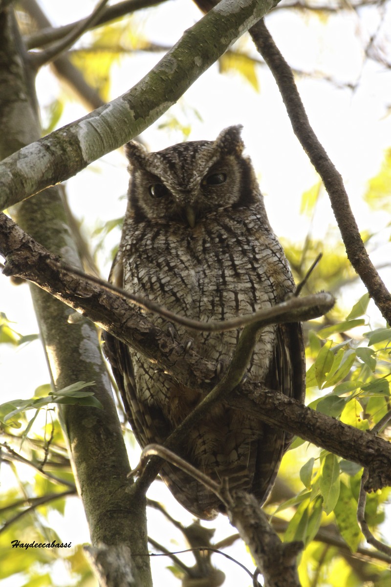 Tropical Screech-Owl - ML266366001