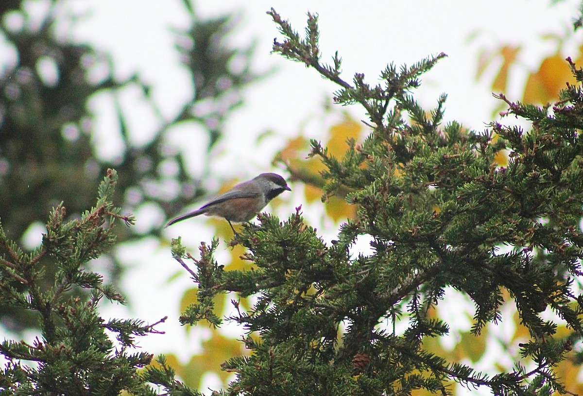 Boreal Chickadee - ML266366061