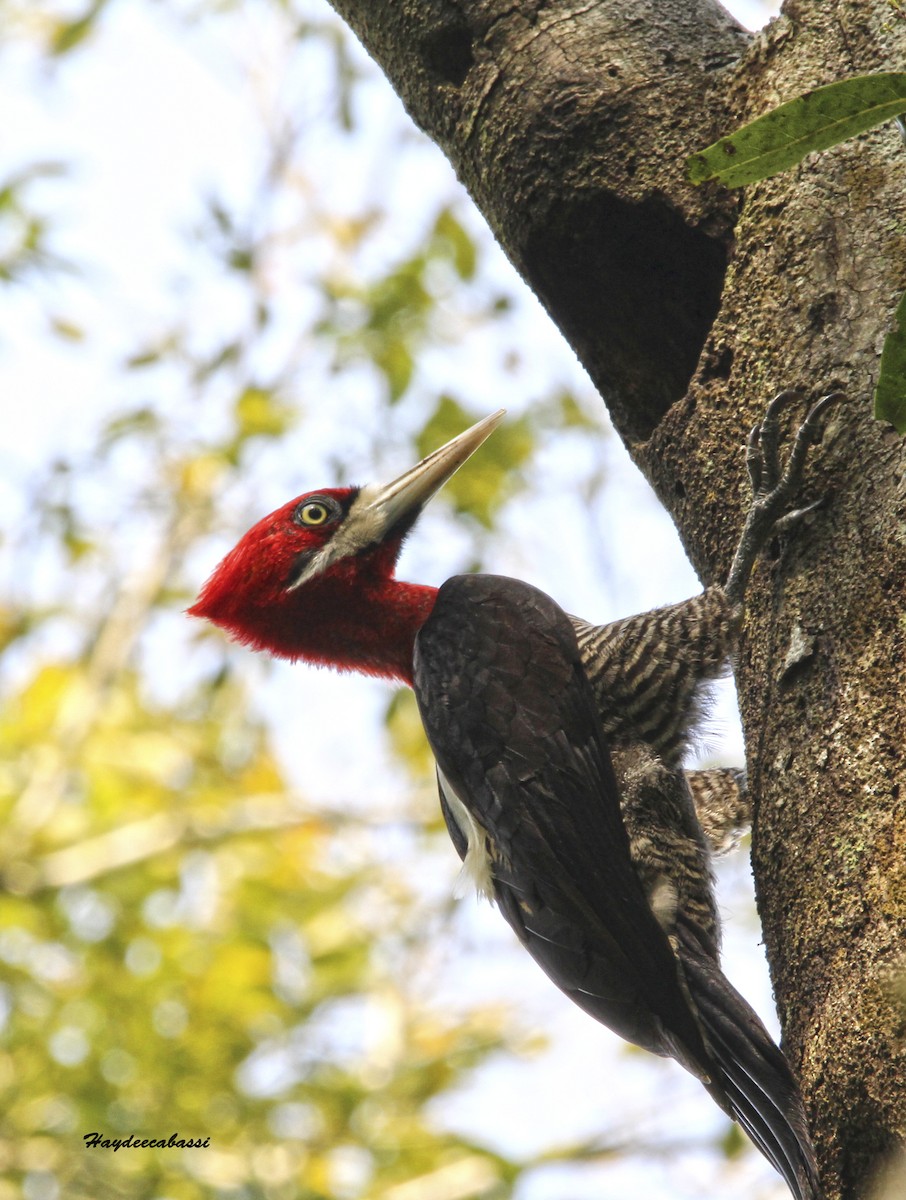 Robust Woodpecker - Haydee Cabassi