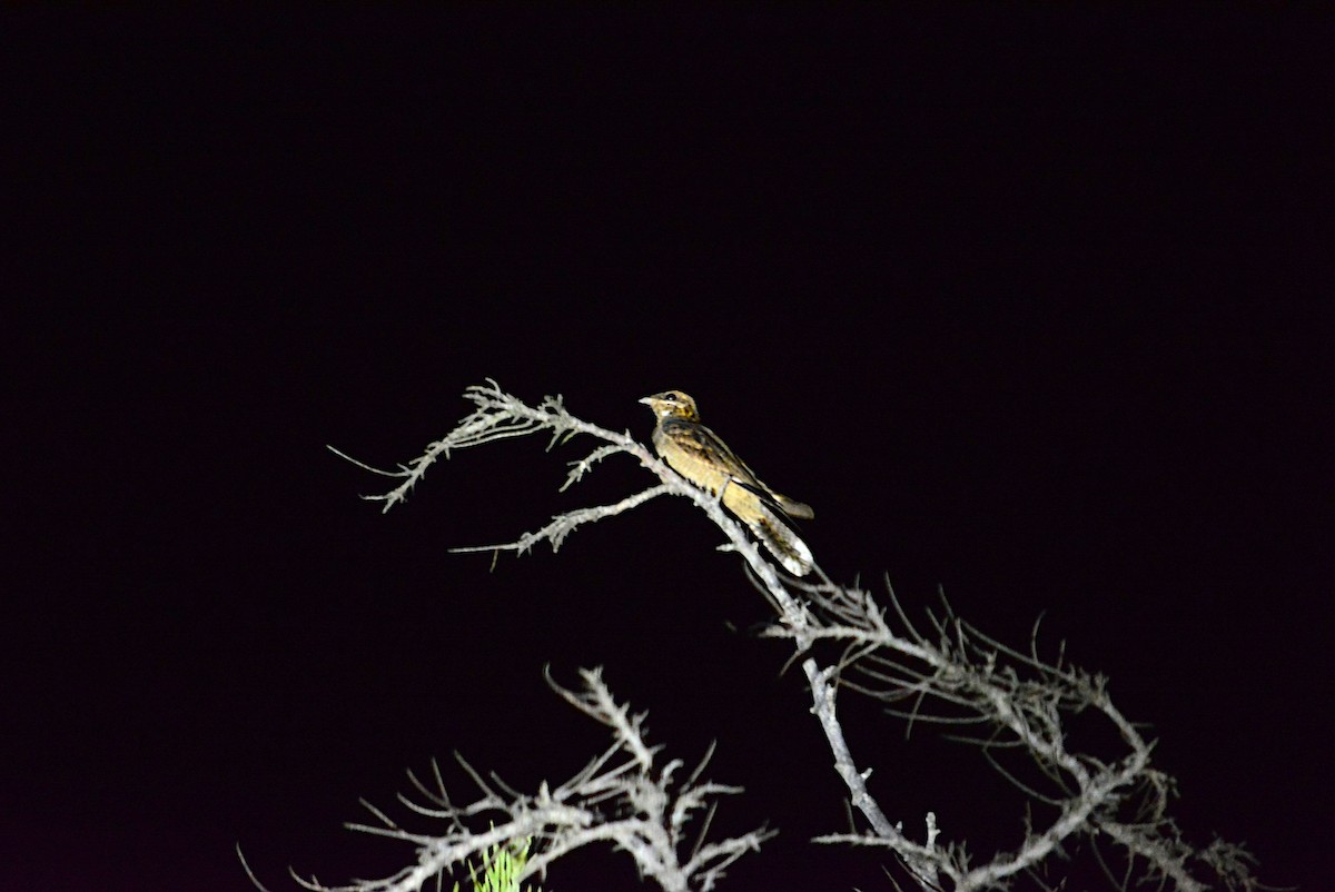 Red-necked Nightjar - ML266366601